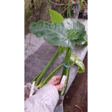 Philodendron sp.(T24) variegated 552