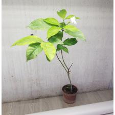 Tabernaemontana sp. Golden leaf pot