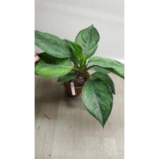 Aglaonema Reak Ngern  28A  november.