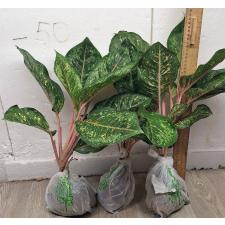 Аглаонема 10 Карат зелено-черный. / Aglaonema 10 Karat - green black A-3
