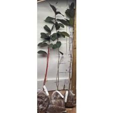 Псидиум гуаява (Красные листья) / Psidium guajava (red leaf) 234