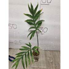 Alocasia brancifolia pot 