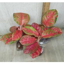 Aglaonema Sombat Siam red round leave A-42