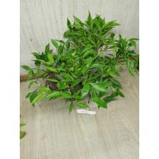 Kopsia sp.(T02)(white flower) 160