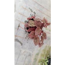 peperomia caperata abricos 400p