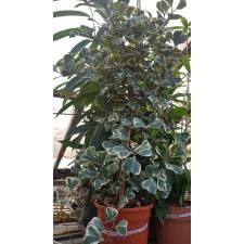 Ficus Triangularis 'sweetheart' 17cm pot