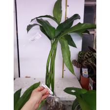 Philodendron sp. Thailand (narrow leaf)490/1