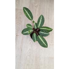 Calathea undulata.