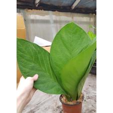 Anthurium round leaves 2200р