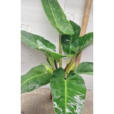Филодендрон Империал Зеленый / Philodendron Imperial Green (L)