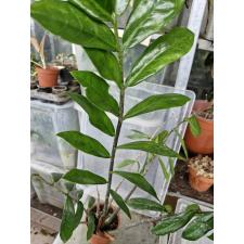 Zamioculcas zamiifolia variegated green gold (long leaf) pot