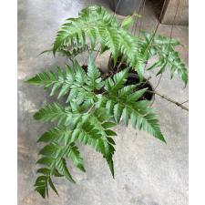 Davallia denticulata (thick leaf). 66