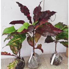 Кодиеум Нонглук. / Codiaeum Nongluk