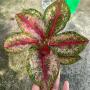 Aglaonema platinum karat (new compact)