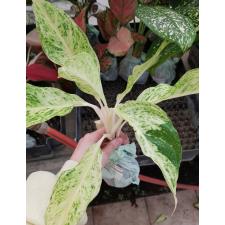 Aglaonema P-13 Lakchaiwhite