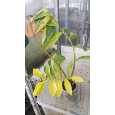 Zamioculcas zamiifolia variegated (big leaf)(yellow var) pot