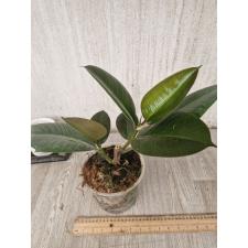 ficus elastica robusta M с пеньком