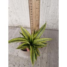 sansevieria sp golden variegata