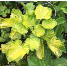 Полисциас Бэлфура (желтая варегатность) / Polyscias balfouriana (yellow variegated)