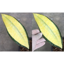 Sansevieria masoniana variegata (yellow) Selection 920
