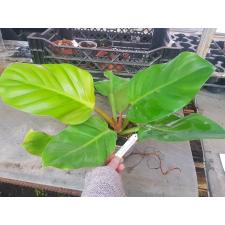 Philodendron melanonii 'Pure Gold'(round leaf) pot