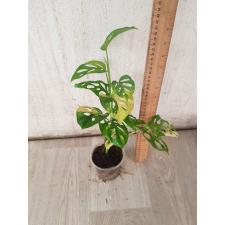 Monstera adansonii variegated yellow T
