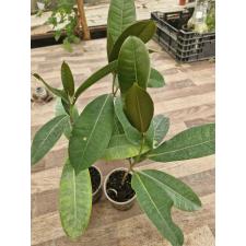 Ficus Americana Subsp. Guianensis S