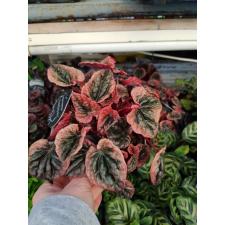 peperomia caperata abricos 11cm pot 650