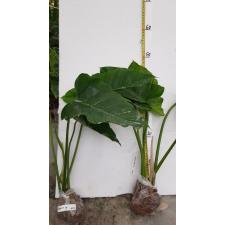Philodendron 'Jungle Fever' (green leaf).495/1