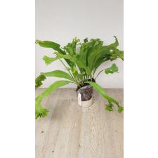 Microsorum punctatum 'Kinnaree' 227