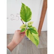 Clerodendrum paniculatum variegated 43