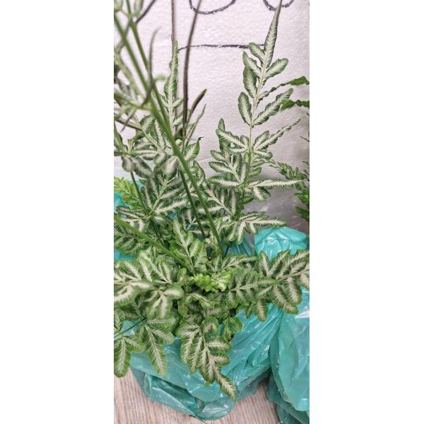 Pteris ensiformis victoriae