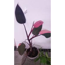 philodendron pink queen pot