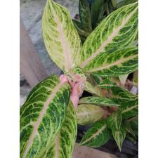 Aglaonema sp FR