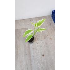 Pedilanthus sp Variegatus. pot 
