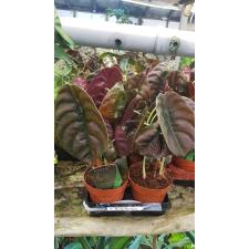 Alocasia Red Secret