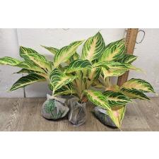 Аглаонема Панама розово-персиковая. / Aglaonema Panama - Pink peach A-95