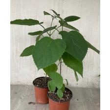 Clerodendrum bungei pot