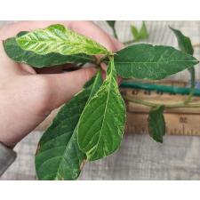 Тетрацера Лоуреири варегатный / Tetracera loureiri variegated 273