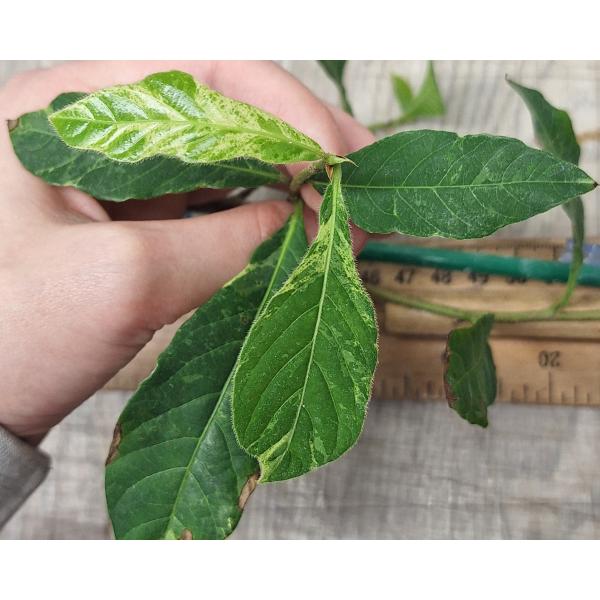 Тетрацера Лоуреири варегатный / Tetracera loureiri variegated 273