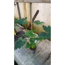 Philodendron Shangri La (Sel Little Hope 14 см горшок 850р