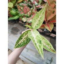 Aglaonema Legacy - white A-109 уценка