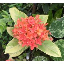Ixora sp.(T09) variegated