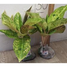 Аглаонема Руай тунгпи / Aglaonema  Ruay tungpee A-107