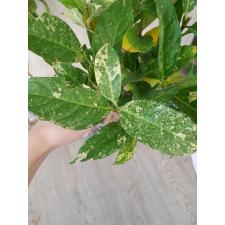 Tabernaemontana (T02) Golden variegated 279