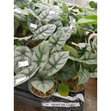Alocasia 'Silver Dragon' B8 2.5" B8 jun