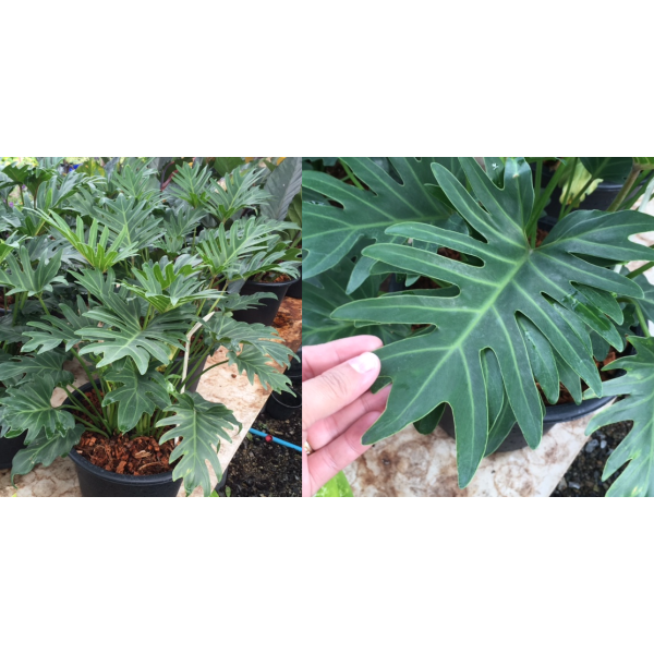 Philodendron Xanadu Emperor