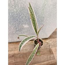 Ledebouria socialis variegated s pot 5 cm