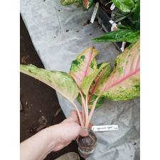 Aglaonema Lion 30А
