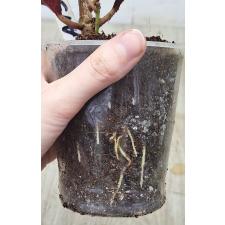 Кодиеум Компакт / Codiaeum A15 Compact